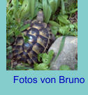 Fotos von Bruno