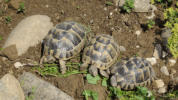 Neuankömmling Bruno (rechts), mit Rosi und Susi