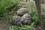 Bruno, Rosi und Susi