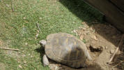 eine Testudo hermanni hermanni beim Graben für die Eiablage