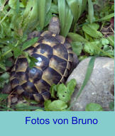 Fotos von Bruno