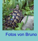 Fotos von Bruno